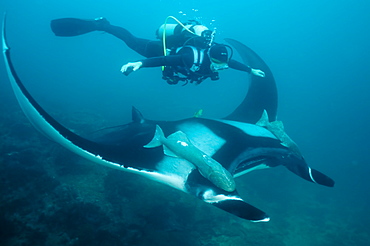 Manta birostris and diver. Ecuador