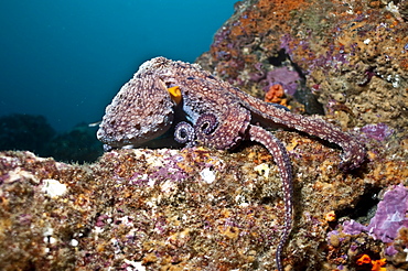 Pacific octupus. Ecuador