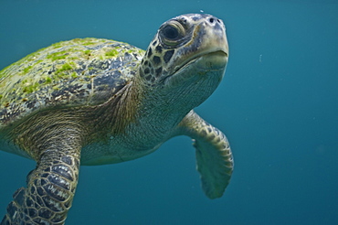 Green Sea Turtle Chelonia mydas. Ecuador