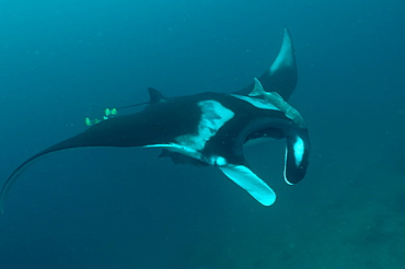 Pelagic Manta Birostris or Giant Manta Ray. Ecuador. 