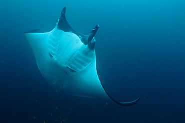 Pelagic Manta Birostris or Giant Manta Ray. Ecuador. 