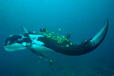 Manta Birstris showing cleaning station activity. Observations part of porject elasmo, conservation project in Ecuador. 