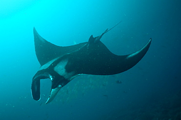 Pelagic Manta Birostris or Giant Manta Ray. Ecuador. 