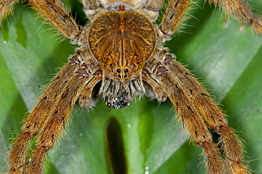 Water Spider, Mindo Ecuador. 