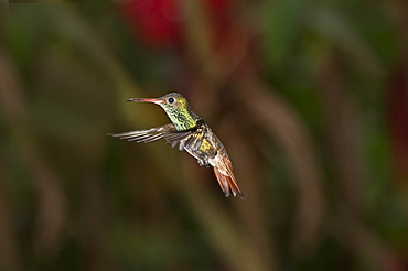 Hummingbird, Mid flight, Mindo, Ecuador.  