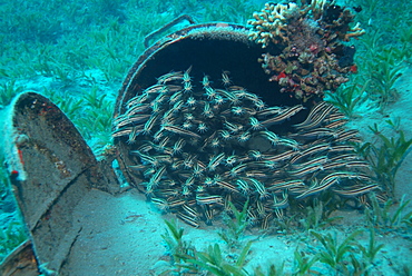 Striped Eel Catfish. Red Sea.