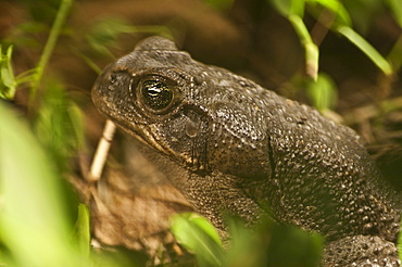 Toad, Mindo, Ecuador, Image taken with painting with light technique. 