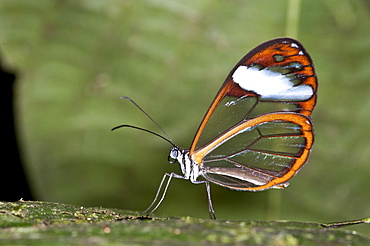 Transparent butterfly, Mindo, Ecuador. 