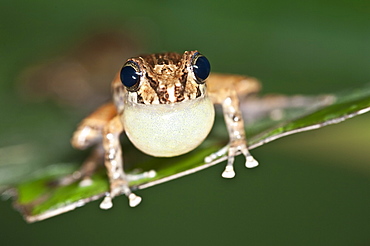 Frog, Mindo, Ecuador.