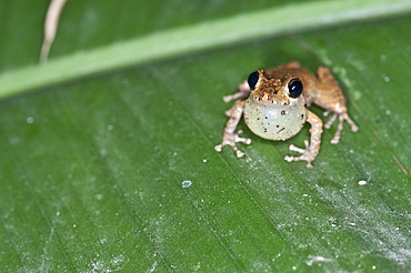 Frog, mindo, Ecuador, 