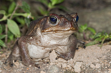 Toad, Mindo, Ecuador. 