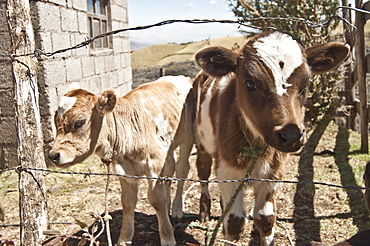 Subsistence farming is a large part of rural Ecuador. 