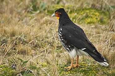 Prey Bird, Ecuador. 