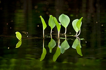 Reflection of plant leaves in lagoon, Amazonian region of Ecuador