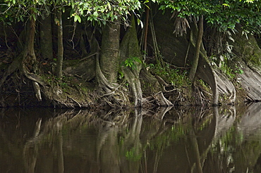 Plant life in Ecuadorean Amazon