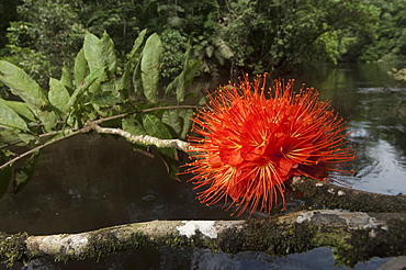 Red Flower, Amazon, Ecuador. 