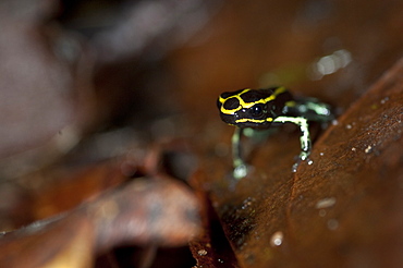 Poison Arrow Frog, Amazon, Ecuador. 