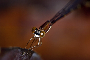 Damselfly, Amazon, Ecuador. 