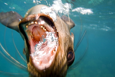 Galapagos sea lion - Zalophus californianus wollebacki.  Galapagos, Pacific Ocean