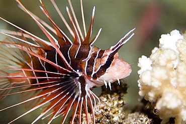 Clearfin Lionfish (Pterois radiate). Red Sea.