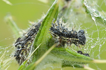 The young caterpillars once hatched make silk compounds within which they start their growing process which takes about two weeks. The silk enclosure helps to protect them against potential predators. . Isle of White, UK. Isle of White, UK