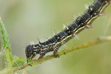 As the caterpillars grow, they leave their silk protection and continue feeding until they are large and mature enough to seek somewhere safe to change into chrysalis.. Isle of White, UK. Isle of White, UK