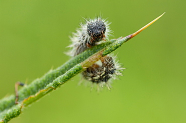 As the caterpillars grow, they leave their silk protection and continue feeding until they are large and mature enough to seek somewhere safe to change into chrysalis.. Isle of White, UK. Isle of White, UK