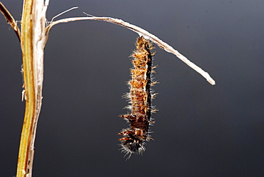 As the time to change gets nearer, the caterpillar begins to move more and more, sometimes shaking vigorously. The skin begins to split and the caterpillar sheds its skin in a concertina motion. . Isle of White, UK. Isle of White, UK