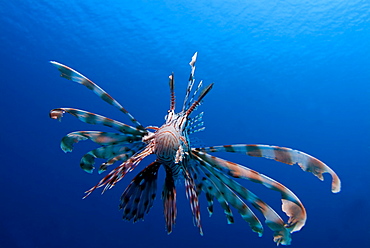 Common Lionfish (Pterois volitans). Red Sea.