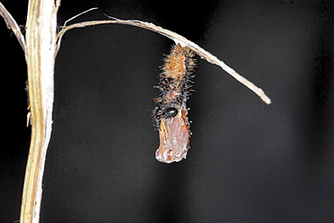 As the time to change gets nearer, the caterpillar begins to move more and more, sometimes shaking vigorously. The skin begins to split and the caterpillar sheds its skin in a concertina motion. . Isle of White, UK. Isle of White, UK