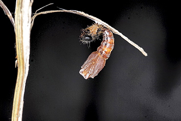 When the shed skin nears the tail, the newly formed chrysalis begins to shake very vigorously until the skin falls to the ground, then it settles down to form the butterfly within. The shape of the wings, anttenae and eyes can already be clearly seen. The process completes in seven to ten days. . Isle of White, UK. Isle of White, UK