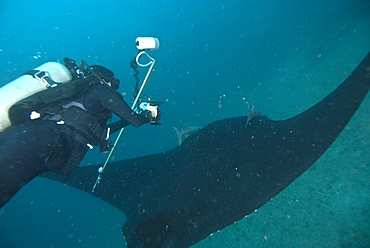 Research diver approaching manta birostris to record detail in research program, Project Elasmo. Pacific Ocean, Ecuador