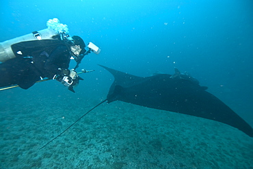 Research diver approaching manta birostris to record detail in research program, Project Elasmo. Pacific Ocean, Ecuador