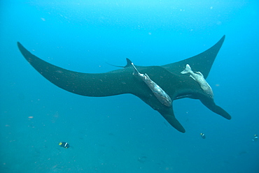 Black Manta birostris with remora. Pacific Ocean, Ecuador