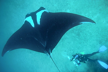 Research diver approaching manta birostris to record detail in research program, Project Elasmo. Pacific Ocean, Ecuador