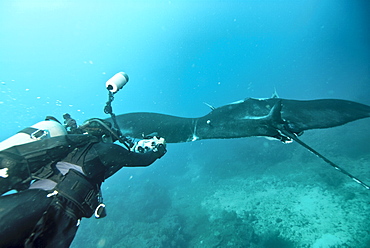 Research diver approaching manta birostris to record detail in research program, Project Elasmo. Pacific Ocean, Ecuador