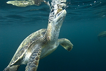 Green Sea Turtle (Chelonia mydas) near to the surface. Machalilla National Park, Ecuador. Pacific Ocean, Ecuador