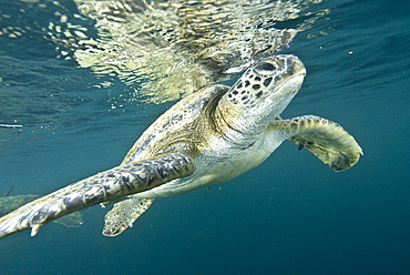 Green Sea Turtle (Chelonia mydas) near to the surface. Machalilla National Park, Ecuador. Pacific Ocean, Ecuador