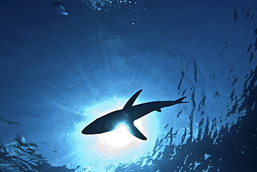 Blue shark (Prionace glauca) in the Azores, Portugal, Atlantic, Europe