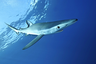 Blue shark (Prionace glauca) in the Azores, Portugal, Atlantic, Europe