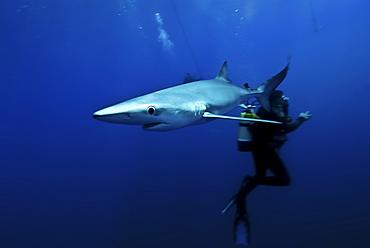 Blue shark (Prionace glauca) in the Azores, Portugal, Atlantic, Europe