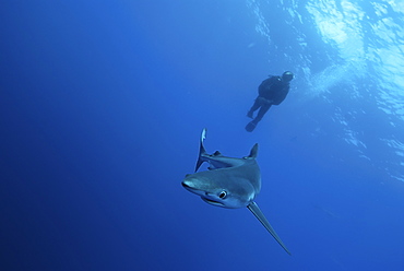 Blue shark (Prionace glauca) in the Azores, Portugal, Atlantic, Europe