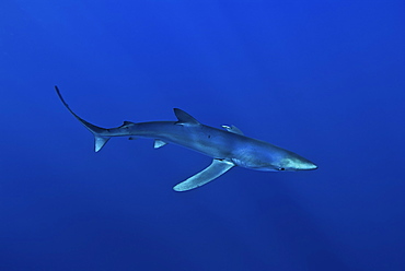 Blue shark (Prionace glauca) in the Azores, Portugal, Atlantic, Europe