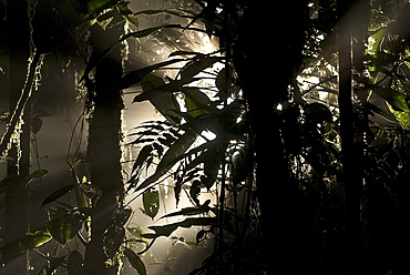 Cloud forest, Ecuador, South America