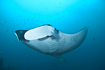 Giant Manta Ray, Ecuador, South America