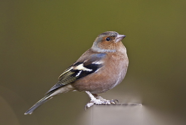 Chaffinch (Fringilla coelebs) in a woodland parkland, United Kingdom, Europe