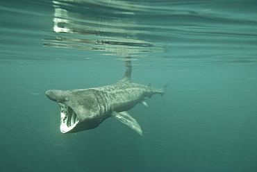 Basking shark (Cetorhinus maximus) feeding on plankton, Inner Hebrides, Scotland, United Kingdom, Europe