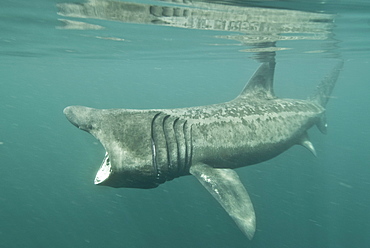 Basking shark (Cetorhinus maximus) feeding on plankton, Hebrides, Scotland, United Kingdom, Europe