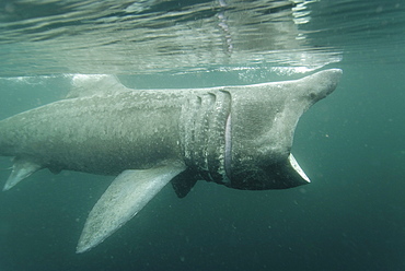 Basking shark (Cetorhinus maximus) feeding on plankton, Hebrides, Scotland, United Kingdom, Europe