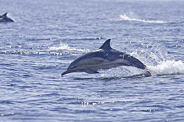 Common dolphin (Delphinus delphis), Sound of Mull, Inner Hebrides, Scotland, United Kingdom, Europe